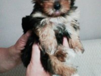 Teacup Yorkshire Terrier