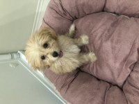 Maltipoo tuvalet eğitimli