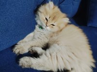 22 Şubat doğumlu erkek golden british longhair