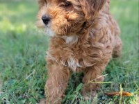 Maltipoo yavrularımız