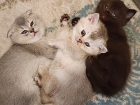 Safkan british çikolata ve latte yavrular