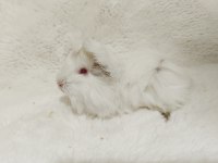 Sevimli Guinea Pig Yavruları