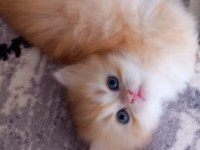Golden british longhair anne baba şecereli 38 günlük