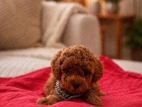 Teacup Kore Poodle