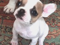 Dişi 1.5 aylık french bulldog