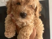 Maltipoo Yavrular
