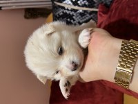 Bir aylık spitz sütten kesilince verilecek