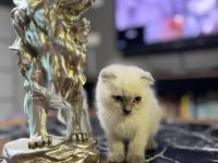 Saf Kan Blue Point british shorthair