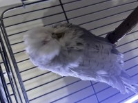 Üst Düzey Show Jumbo Muhabbet Kuşu