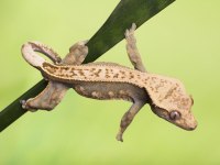 Crested ve Leopard Geckolar