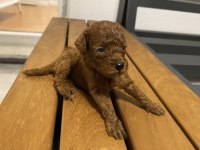 Red Brown Toy Poodle Yavruları