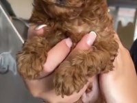Toy Poodle Safkan Köpeğimiz