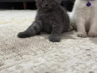 British Blue Point 1,5 Aylık Gri Beyaz Lila Yavru