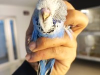 Yeme yeni düşecek olan Vasıflı Show Jumbo kuşlar