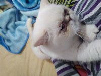 1.5 yaşında mavi gözlü exotic shorthair