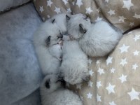 British shorthair beyaz kedimiz