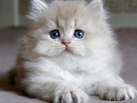 Dünya Güzeli AY Golden British Longhair 