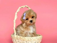 Maltipoo Sevimli Güzellikler Yuva Bekliyor