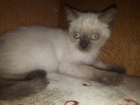 60 günlük british shorthair yavrular