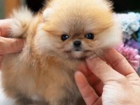 En Tatlı Pomeranian Yavrularımız