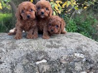 Kore toy poodle ruhsatlı bayiden
