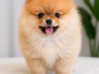 Pomeranian yavrumuz için açıklamayı okuyun lütfen