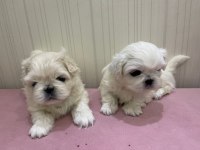 Maltipoo köpeğimiz süslü yeni ailesini arıyor eğitimli