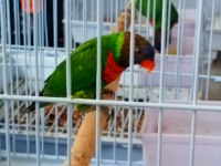Lori Papağanı Dişili Erkekli