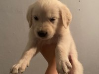 Bir dişi ve bir erkek golden retriever yavru