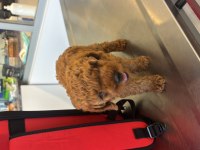 Acil Sahiplendirme Poodle Köpeğimiz
