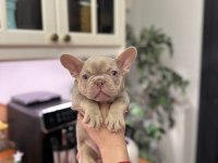 Show kalite egzotik fransız bulldog