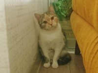 Bu tatlı kedimiz bebek yuva arıyor