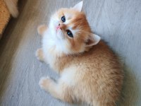Altın rengi golden dişi yavru british shorthair