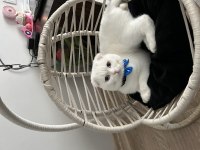 Erkek 1 yaşında scottish fold kedime eş arıyorum