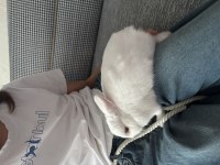 8 aylık Cüce Tavşan