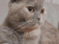 Scottish fold kedimizi sahiplendiriyoruz