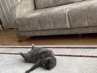 Ücretsiz sahiplendirme 2 yaşında scottish fold