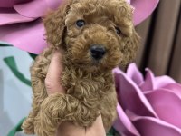 Toy poodle köpeğimiz
