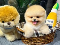 Profesyonel Yetiştiriciden Pomeranian Güvenli Teslim