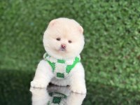 A Kalite Pomeranian Boo