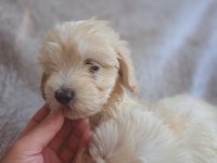 Maltipoo yavrumuz