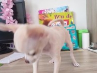 4 aylık şivava