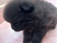 POMERANİAN BOO YAVRULARIM YUVALARINI ARIYORLAR