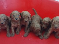 Red poodle köpekler