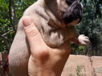 French bulldog kalite bizden sorulur