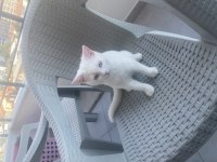 4.5 Aylık British Shorthair