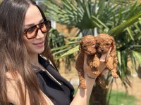Toy Poodle Yavruları