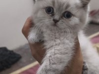 British Shorthair Erkek Sahiplendirme