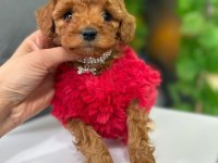 Red ve Apricot Toy Poodle Yavrular