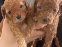 3 adet poodle yavrumuz sahiplendirilecektir